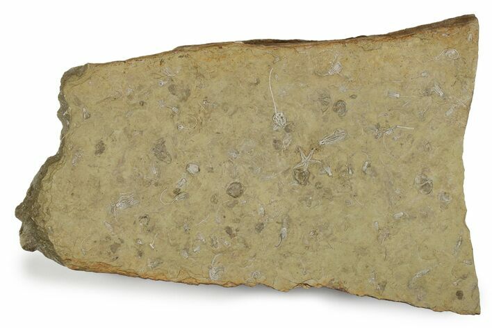 Plate of Crinoid, Starfish & Bryozoa Fossils - Illinois? #240260